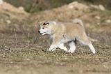 AKITA INU 111